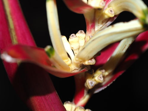 Heliconia psittacorum