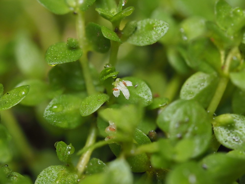 Micranthemum glomeratum