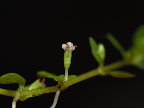 Image of Micranthemum glomeratum by (c) Kevin Faccenda, some rights reserved (CC BY)
