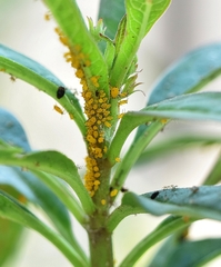 Aphis nerii