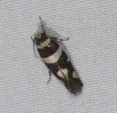 Macrobathra sarcoleuca