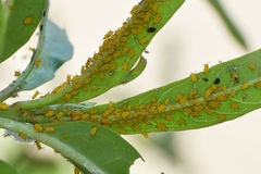 Aphis nerii