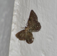 Tornos punctata