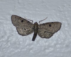 Tornos punctata