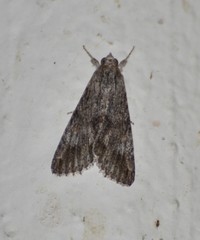 Melipotis jucunda