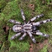 Bengal Spotted Ornamental Tarantula - Photo (c) RAKESH KUMAR MOHALIK, some rights reserved (CC BY-NC), uploaded by RAKESH KUMAR MOHALIK