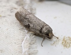 Philobota thiocrossa