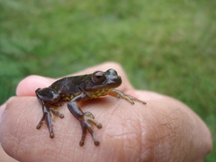 Dendropsophus bogerti