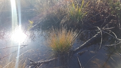 Eleocharis tuberculosa