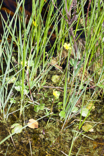 Hartvormige ranonkel (Ranunculus cordiger)