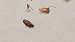 Eleocharis tuberculosa