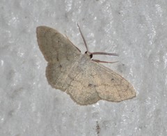 Acratodes suavata