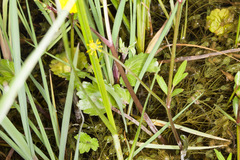 Ranunculus cordiger