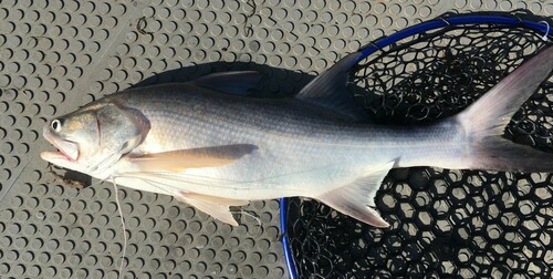 King threadfin (Polydactylus macrochir) — Polynemidae — 4