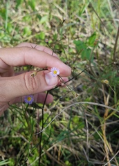 Symphyotrichum subulatum elongatum
