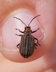 Neolochmaea dilatipennis