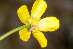 Ranunculus cordiger