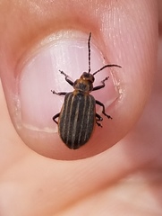 Neolochmaea dilatipennis