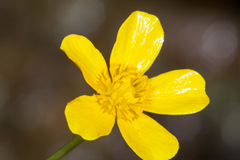Ranunculus cordiger