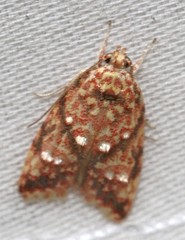 Lophopepla igniferella