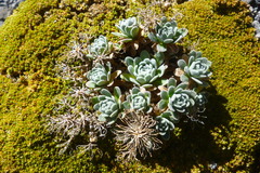 Draba nivicola