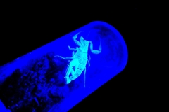 Centruroides vittatus