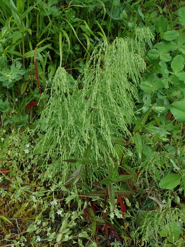 Šumska preslica (Equisetum sylvaticum)