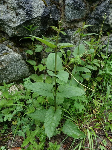 Krtičník hľuznatý (Scrophularia nodosa)