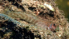 Cloister Blenny photo 3