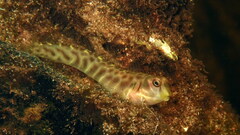 Cloister Blenny photo 4