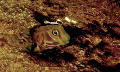 Cloister Blenny photo 2