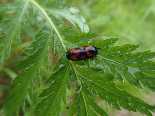 peniarka nížinná (Cercopis vulnerata)