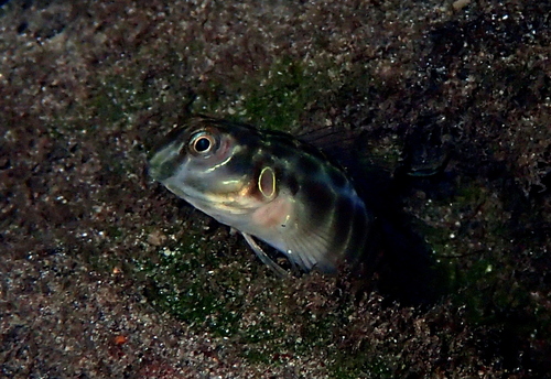 Chevron blenny (Omobranchus elongatus) — Blenniidae — 5