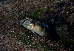 Cloister Blenny photo 5