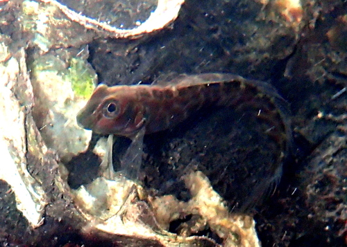 Chevron blenny (Omobranchus elongatus) — Blenniidae — 4