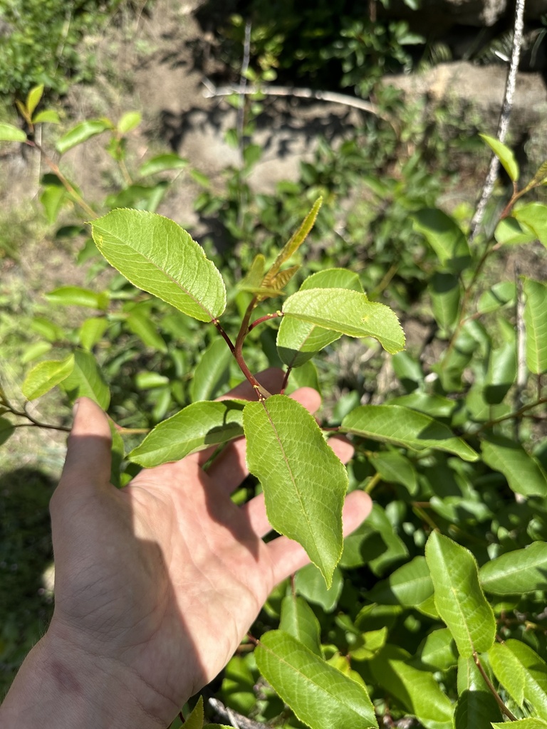 Prunus virginiana, Fremont-Winema National Forests, Bly, OR, US