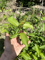 Prunus virginiana