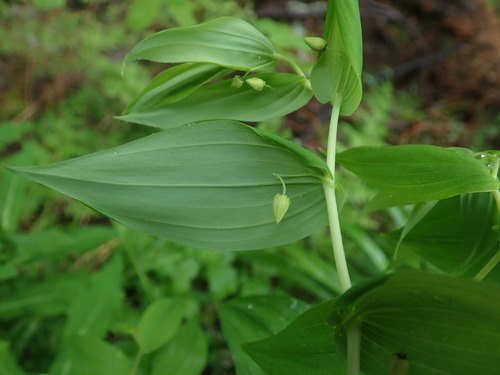 objímavka obyčajná (Streptopus amplexifolius)