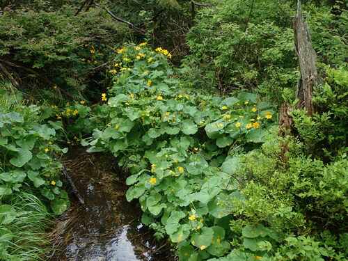 Kaljužnica (Caltha palustris)