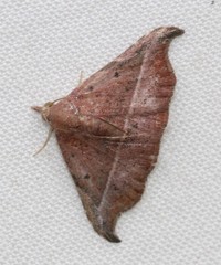 Corgatha ancistrodes