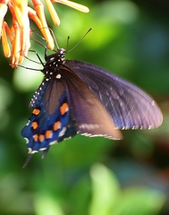 Battus philenor
