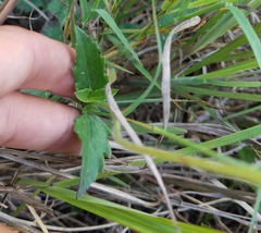 Tridax procumbens image