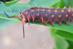 Battus philenor