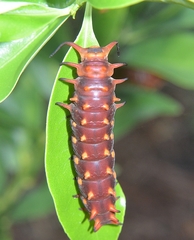 Battus philenor