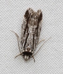 Eulechria xeropterella