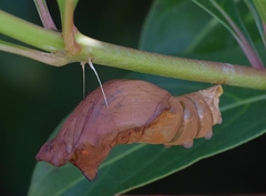Battus philenor