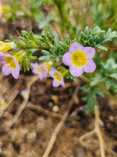 Image of Leiberg's Phacelia (Phacelia leibergii) by (c) Merlla McLaughlin, some rights reserved (CC BY)