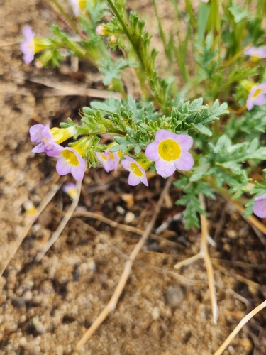 Image of Leiberg's Phacelia (Phacelia leibergii) by (c) Merlla McLaughlin, some rights reserved (CC BY)