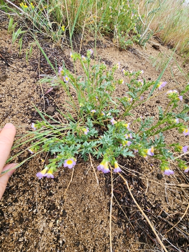 Image of Phacelia leibergii by (c) Merlla McLaughlin, some rights reserved (CC BY)