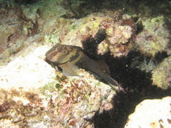 Ophioblennius steindachneri